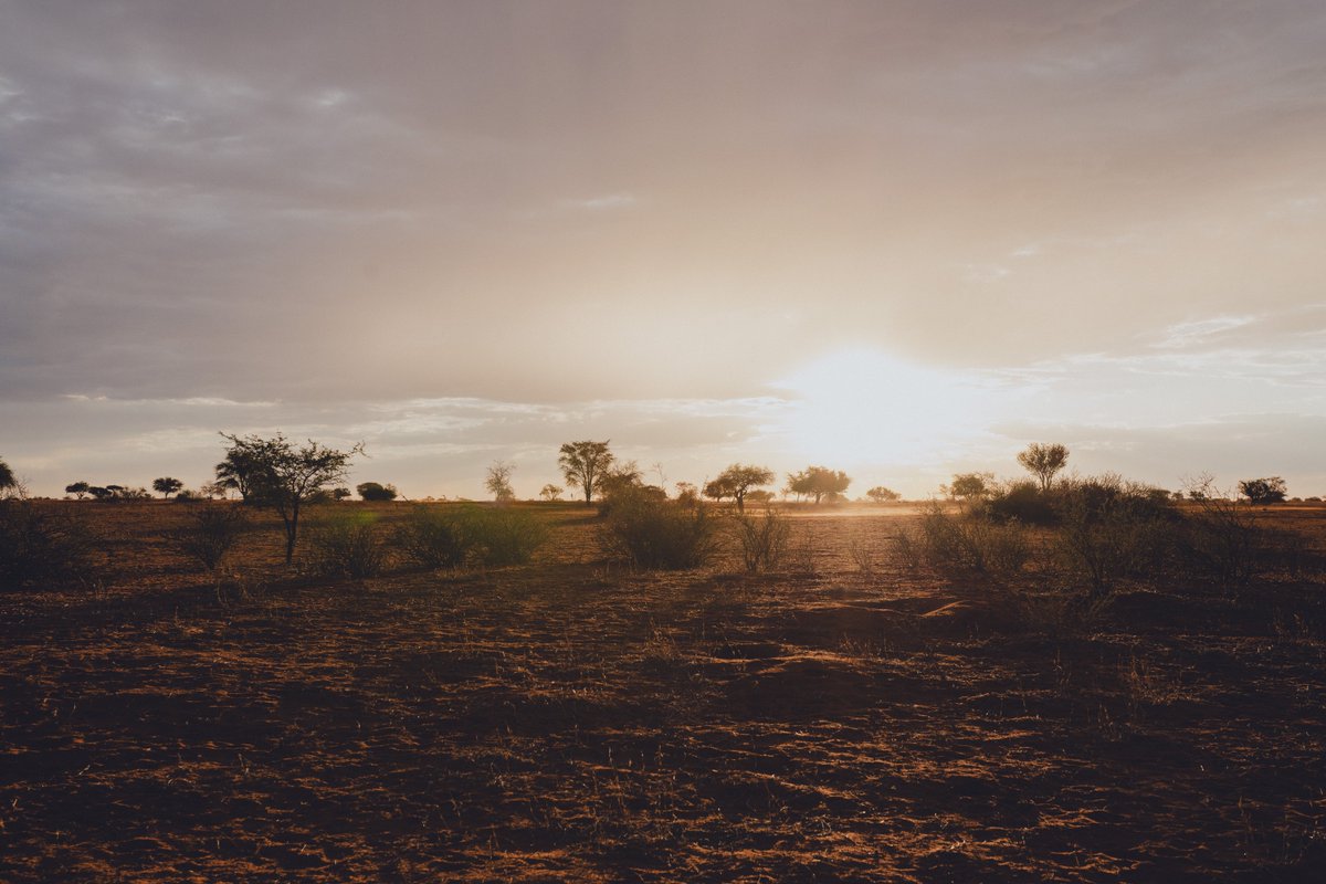 GondwanaLodges's tweet photo. As the sun rises over the Kalahari, your journey begins. Join us for a weekend of discovery at our annual game count hosted from 28-29 June.
Secure your spot via our website or contact pandu.s@gcnam.com.
#GondwanaCollectionNamibia #GondwanaGameCount #TravelKalahari https://t.co/2Dw6TSz010