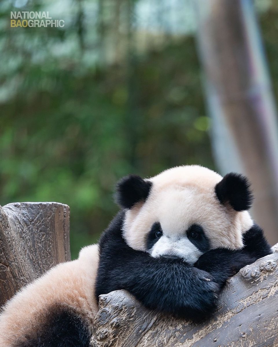 엄마한테 한 대 맞고 삐진 루이루이 ㅠㅠㅠ
우리 루이는 삐져도 귀엽네

출처: natbao.graphic님 인스타