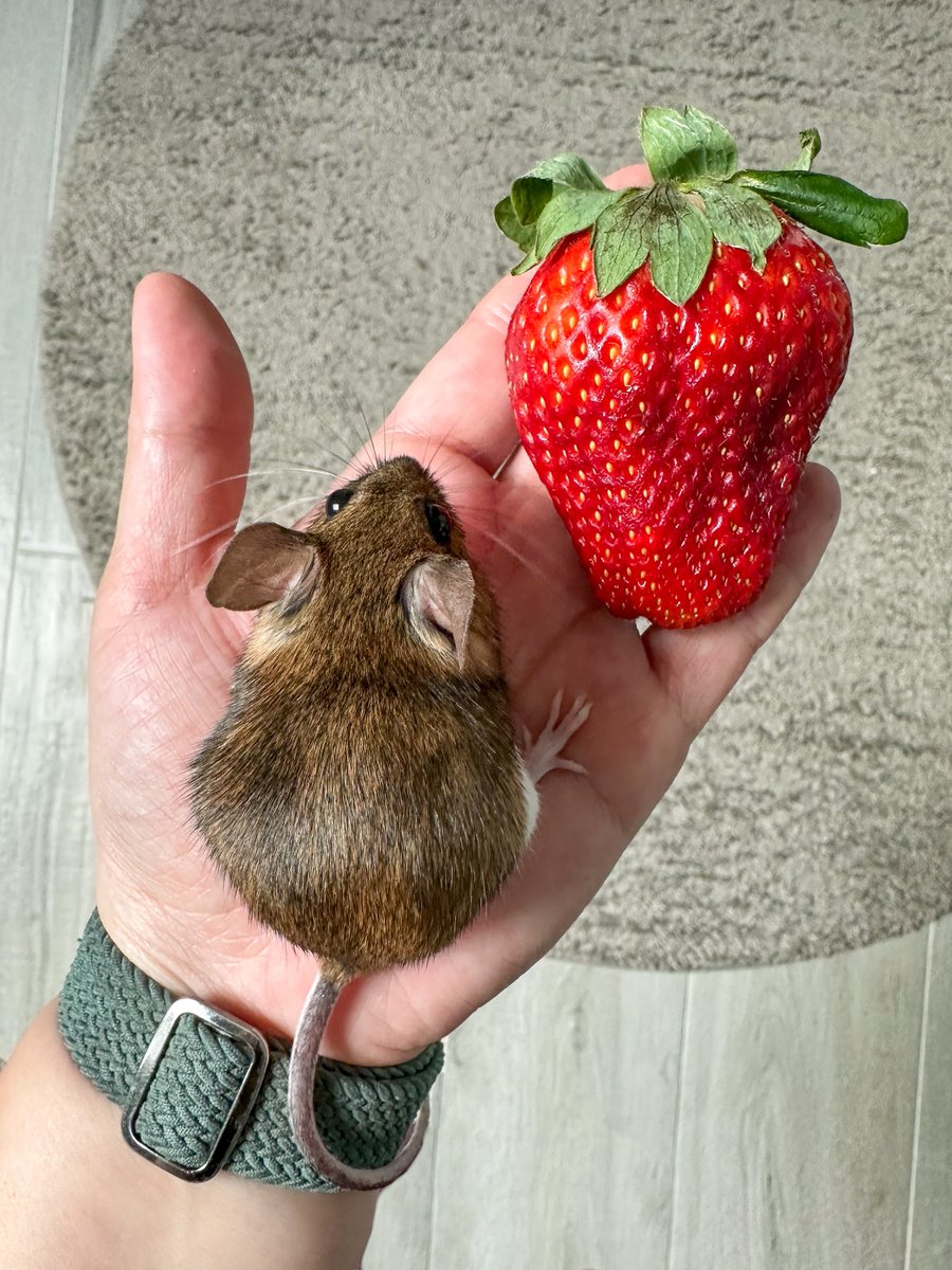 У Брунгильды всё хорошо, даже замечательно. Вот, например, это коварное мохнатое чудовище демонстративно игнорирует клубнику, потому что совершенно любая еда, не порезанная на приемлемо-маленькие кусочки и не сервированная с достаточным уважением, её не интересует.