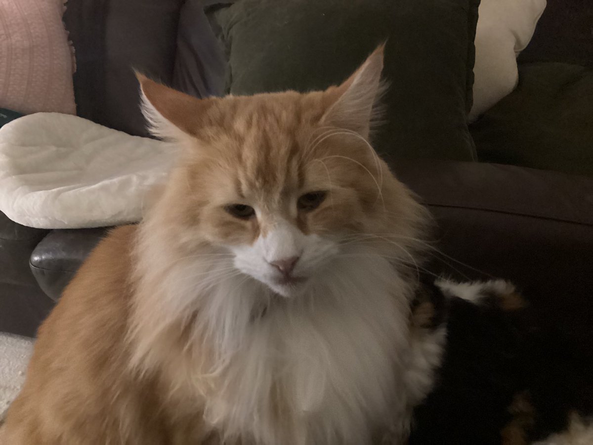 craigsrex's tweet photo. First the Viking walks over me, the drapes that excuse of a tail over me, then if I look up, can see her bits……this is my life now!! #Cats #CatsAreFamily #CatsOnX #CatsOnTwitter #CatsOfX #CatsOfTwitter #MiserableLife https://t.co/fzXvZZrtT2