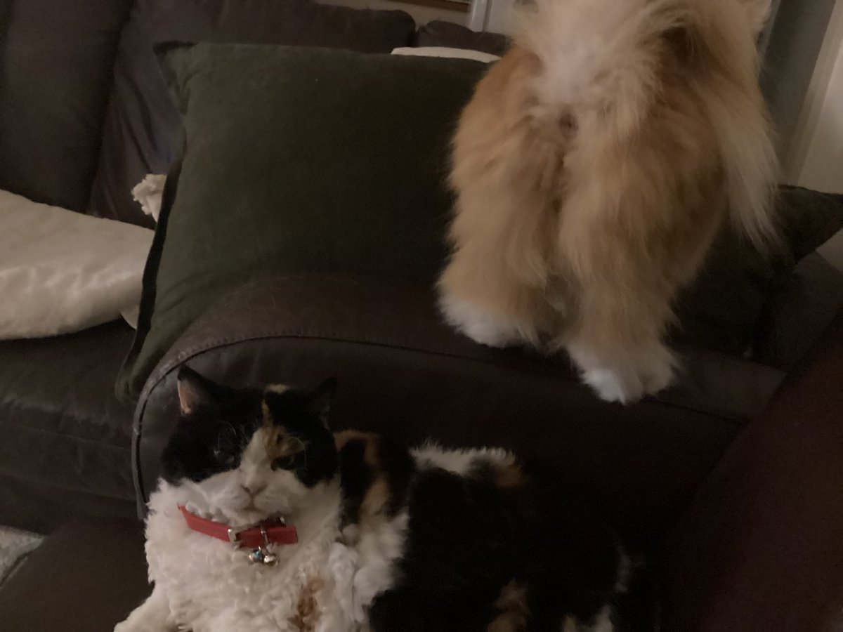 craigsrex's tweet photo. First the Viking walks over me, the drapes that excuse of a tail over me, then if I look up, can see her bits……this is my life now!! #Cats #CatsAreFamily #CatsOnX #CatsOnTwitter #CatsOfX #CatsOfTwitter #MiserableLife https://t.co/fzXvZZrtT2