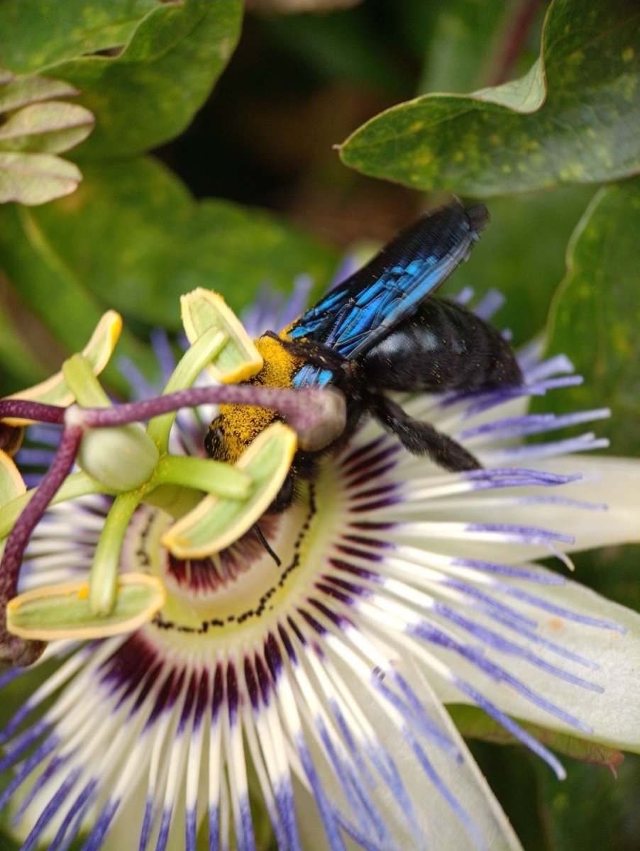 Hexxhausted's tweet photo. Italy has so many beautiful bugs, more than I can show in one post! Here are some favourites. I will continue hunting for more! 🥰💖💖
#Insec https://t.co/ZQ1w6moXh4
