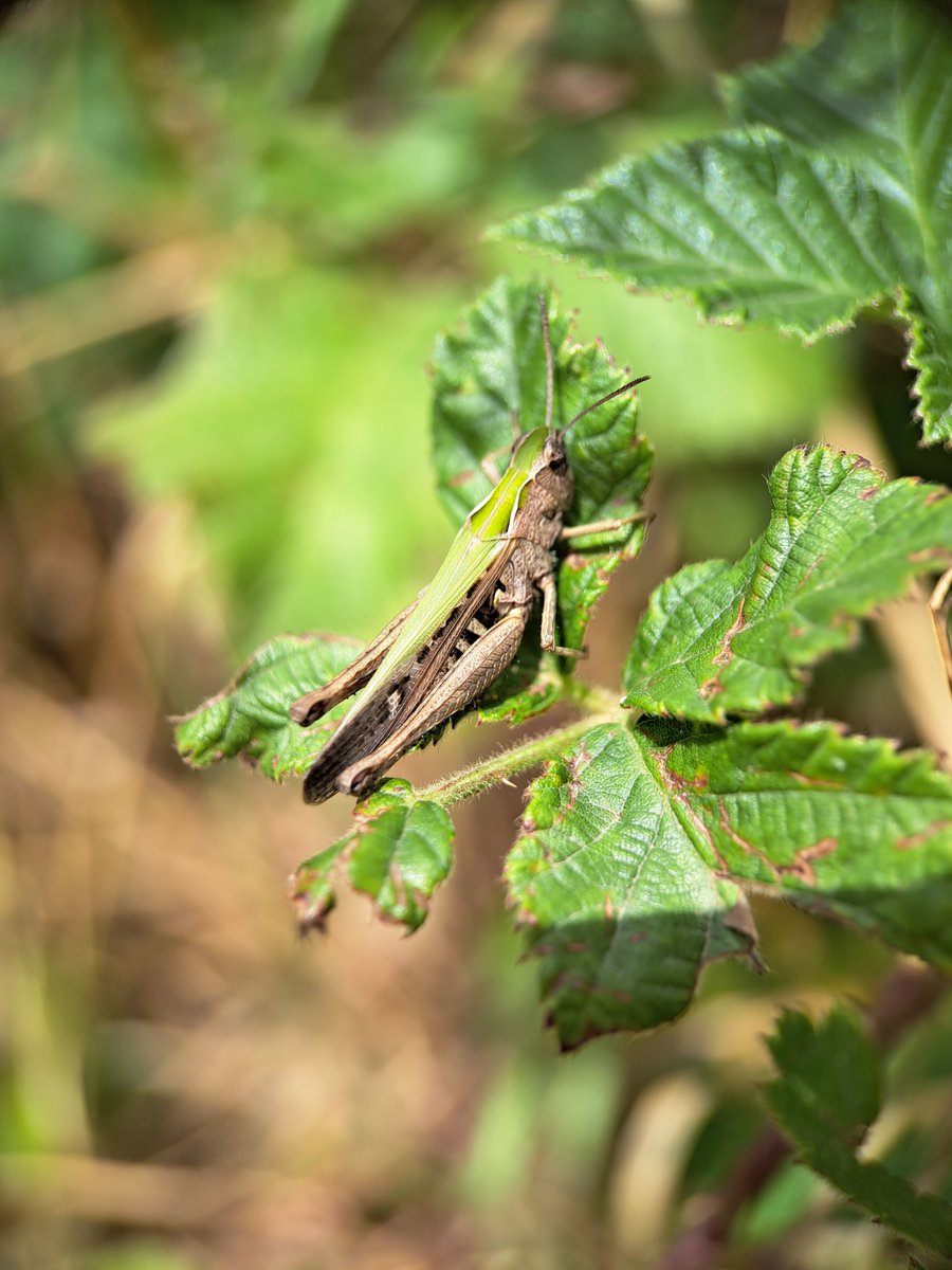 Hexxhausted's tweet photo. Italy has so many beautiful bugs, more than I can show in one post! Here are some favourites. I will continue hunting for more! 🥰💖💖
#Insec https://t.co/ZQ1w6moXh4