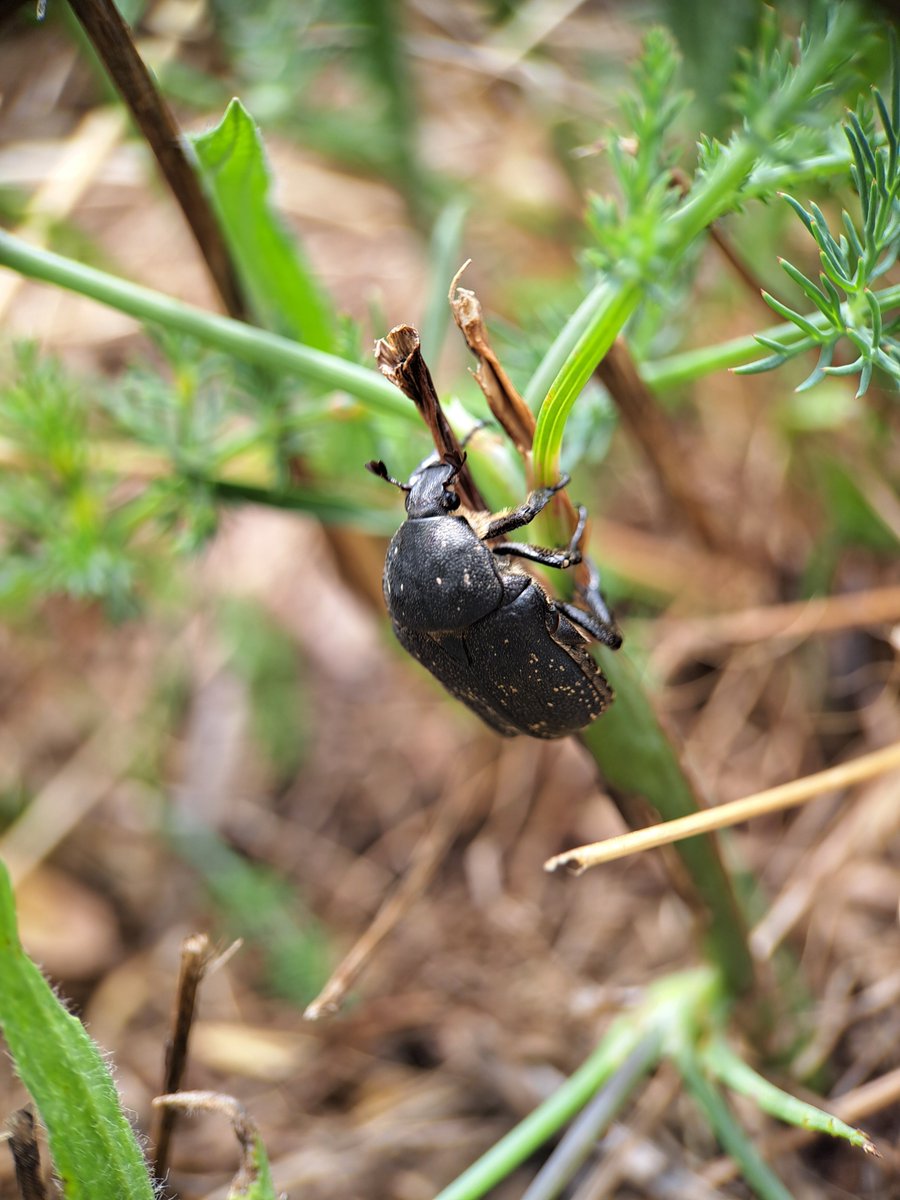 Hexxhausted's tweet photo. Italy has so many beautiful bugs, more than I can show in one post! Here are some favourites. I will continue hunting for more! 🥰💖💖
#Insec https://t.co/ZQ1w6moXh4