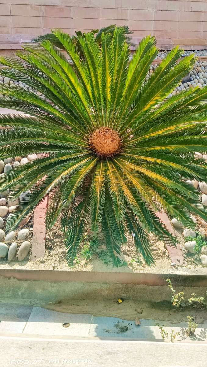 ArshilS72216755's tweet image. #ShotOniQOO | Floral Photography

#FeatureMeOnSocial 
#iQOOZ75G 
@IqooInd 
@nipunmarya 
@parakram_h