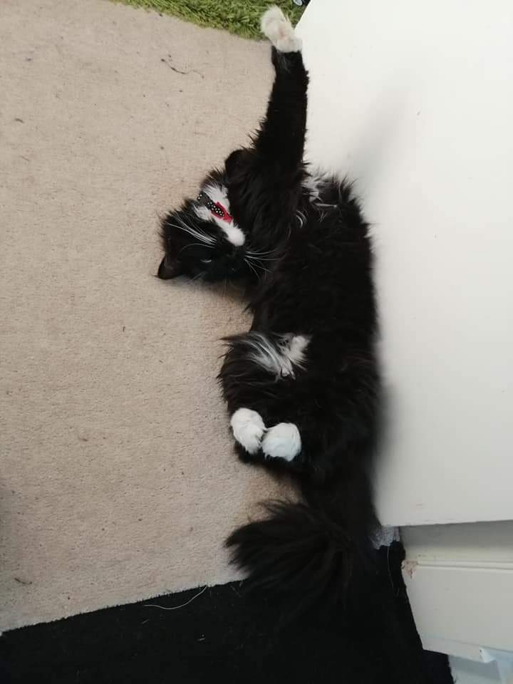 maureen_sharkey's tweet photo. @PickliciousF I love a good stretch and a tummy tickle, it's what brought mummy and me together https://t.co/ZXIHQEmy1r
