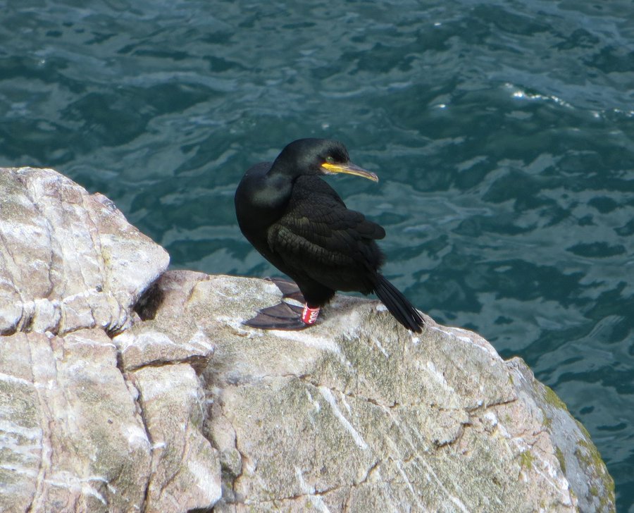 Jane Reid (@janemreid1) on Twitter photo 📢3.5yr postdoc research fellow position in evolutionary ecology - apply now! Quantifying spatio-seasonal variation in #selection on seasonal #migration. Deadline July 15. <a href="/UoABioSci/">School of Biological Sciences</a> <a href="/UKCEHseabirds/">UKCEHseabirds</a> <a href="/NERCscience/">Natural Environment Research Council</a> #ecoevo abdnjobs.co.uk/vacancy/resear… 📢3.5yr postdoc research fellow position in evolutionary ecology - apply now! Quantifying spatio-seasonal variation in #selection on seasonal #migration. Deadline July 15. <a href="/UoABioSci/">School of Biological Sciences</a> <a href="/UKCEHseabirds/">UKCEHseabirds</a> <a href="/NERCscience/">Natural Environment Research Council</a> #ecoevo abdnjobs.co.uk/vacancy/resear…