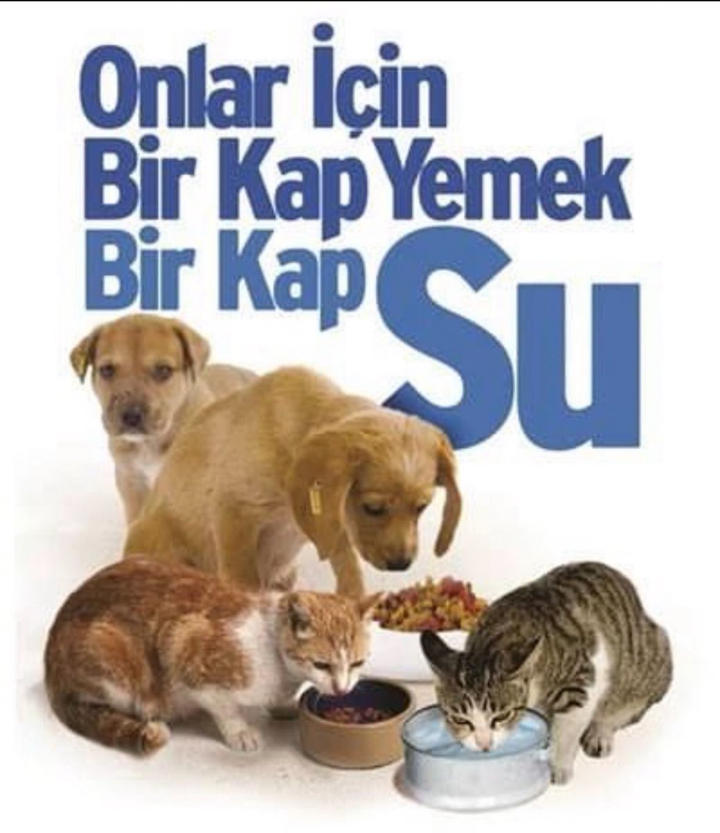 bengibaser's tweet photo. ☀️Çok sıcak… Susuz kalıyorlar…
Lütfen kapıların önüne bir kap su koyalım🙏🏻 https://t.co/vO7CtcPIaK
