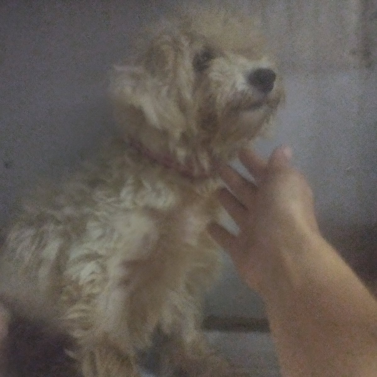 Mabel and Freddy boarded happy buss to the UK ❤ 
Safe journey, sweethearts and have long and happy lives. 
Thank you from my heart to everybody who helped make this possible ❤️ ❤️