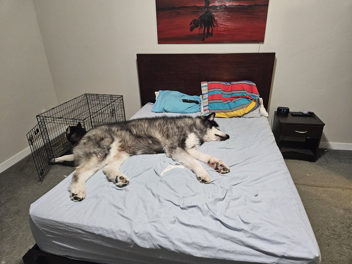 Tonight's reason for my lack of sleep: no room for me in my bed.

No banana for scale, but that's a queen size bed. 

 #lifewithamalamute #malamuteproblems #malamute #doglife #dogs