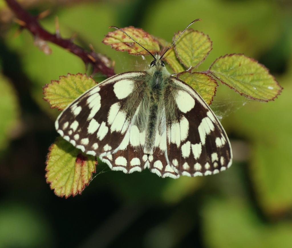 N_IS_AMAZING's tweet photo. Ephemeral Elegance 🦋
🌱 #NatureBeauty 🦋 #ButterflyMagic 🌟 #WingedWonder 🐞 #IncredibleInsects 📸 #NaturePhotography
Share this moment of natural splendor and watch as it captivates hearts across the world! 🌼
💖 #love 📸 #photooftheday 🌟 #instagood 🔥 #trending 🌐 #explore1 https://t.co/KIZkMf03d7