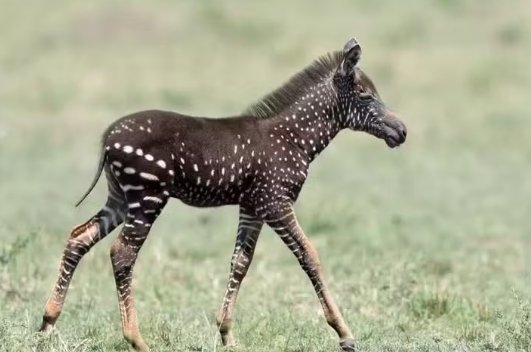 #bdsp
Ei Rodrigo, até o reino animal está se atualizando. Antes eram em barras, agora estão vindo em QR Code ...kkk