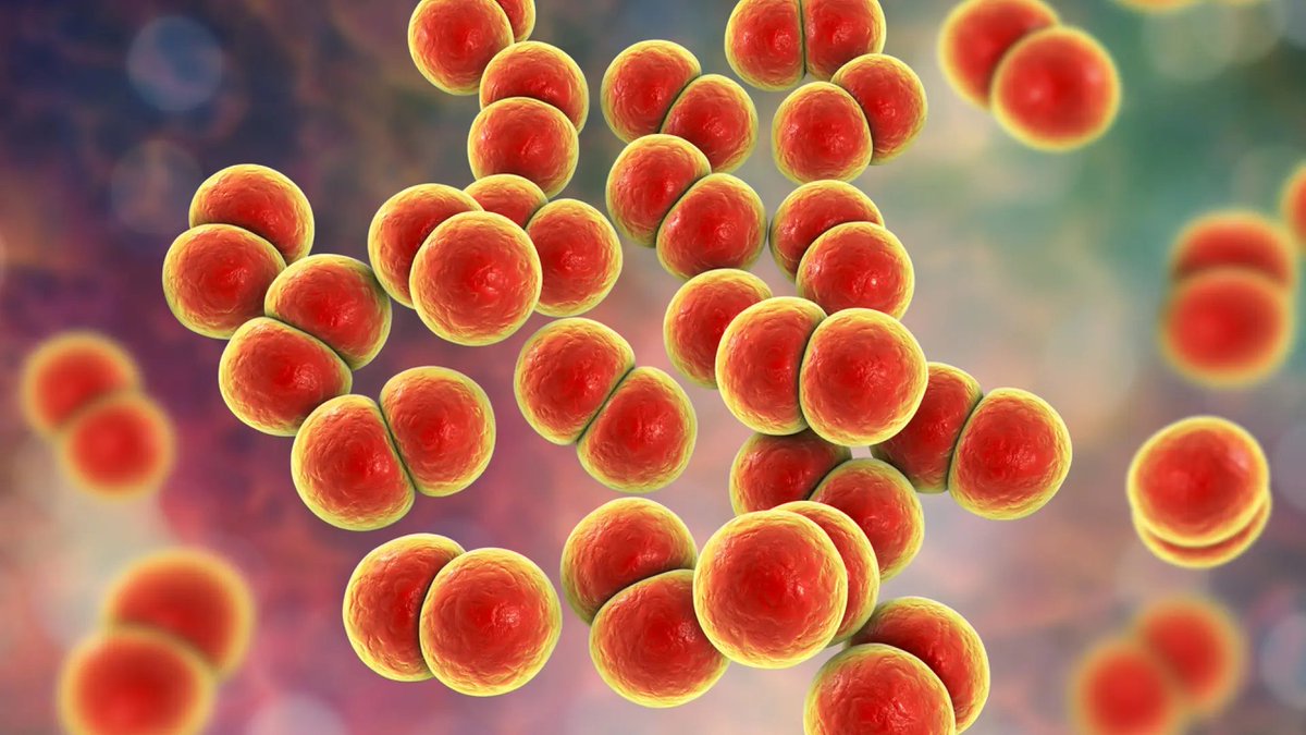 El aumento de casos de gonorrea con cepas más resistente pone en alerta a España: causa y tratamientos: Sangrado vaginal o hinchazón de los testículos son algunos de los síntomas de esta enfermedad de transmisión sexual causada por la bacteria… dlvr.it/T89MhD sex hot