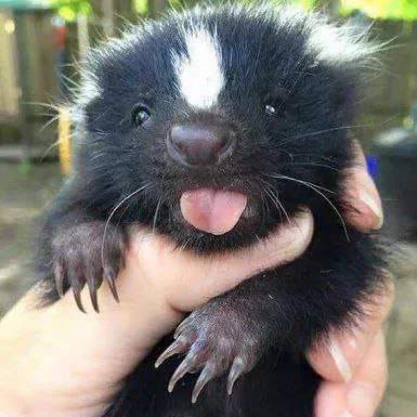Charl 🦨 tweet media