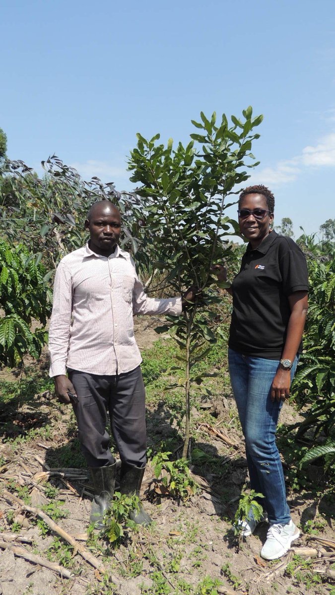 TUNADO_Bees's tweet photo. Kyotera district. #thread 1/4
@WoordenDaad rep. by @HarrietMbabazi the PM for Uganda, @TUNADO_Bees and @celebratehopem performed a joint monitoring visit to several beneficiaries under the #MACBEE project funded by @WoordenDaad in collaboration with @fortunecoffeeNL . https://t.co/2EmLpfSEkA