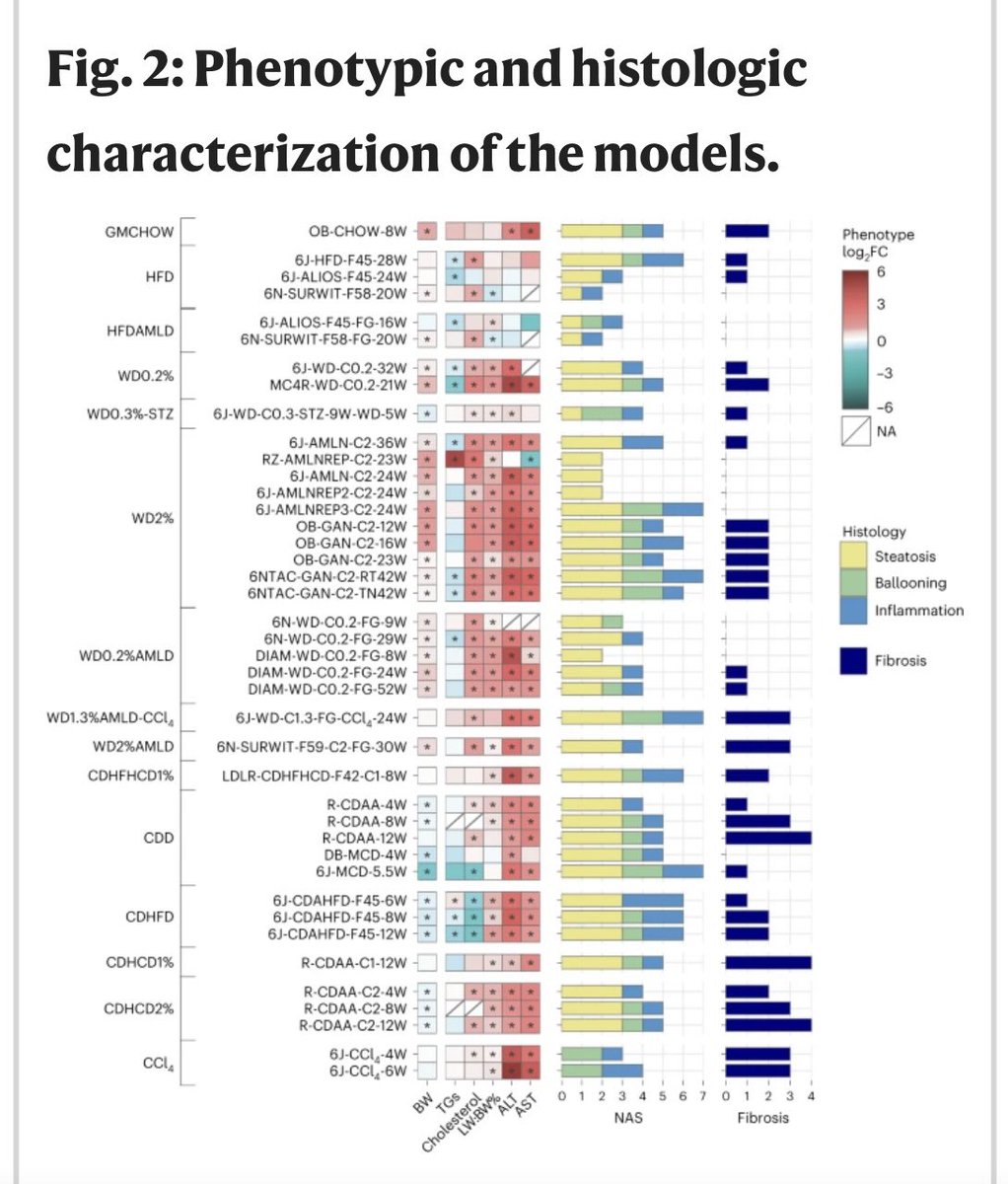Dina Tiniakos (@dinatiniakos) on Twitter photo The <a href="/LITMUS_IMI/">LITMUS_Project</a> Histopathology Group 🔬🧬scored >1️⃣0️⃣0️⃣0️⃣ samples and devised the 🥇Human Histology Proximity Score for approximation of murine #MASLD histology to human! Multidisciplinary work at its best 💪🏻💪🏻! <a href="/ESP_Pathology/">European Society of Pathology (ESP)</a> <a href="/uoaofficial/">University of Athens</a> <a href="/UniofNewcastle/">Newcastle University</a> <a href="/EASLnews/">EASLnews</a> <a href="/UKLiverPath/">UK Liver Pathology Group</a> The <a href="/LITMUS_IMI/">LITMUS_Project</a> Histopathology Group 🔬🧬scored >1️⃣0️⃣0️⃣0️⃣ samples and devised the 🥇Human Histology Proximity Score for approximation of murine #MASLD histology to human! Multidisciplinary work at its best 💪🏻💪🏻! <a href="/ESP_Pathology/">European Society of Pathology (ESP)</a> <a href="/uoaofficial/">University of Athens</a> <a href="/UniofNewcastle/">Newcastle University</a> <a href="/EASLnews/">EASLnews</a> <a href="/UKLiverPath/">UK Liver Pathology Group</a>