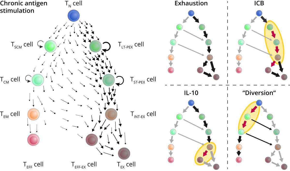 ChrstphHsr's tweet photo. IL-10 gives exhausted CAR T cells a second breath: https://t.co/mAjrMdsxuc

Happy about the opportunity to comment on a recent study in @NatBiotech https://t.co/3bv2LUYbdA by @Tang_Lab_EPFL on the potential of IL-10 transgenic CAR T cells and the support by @TFITNESS_EU https://t.co/WKxtTVSN3b