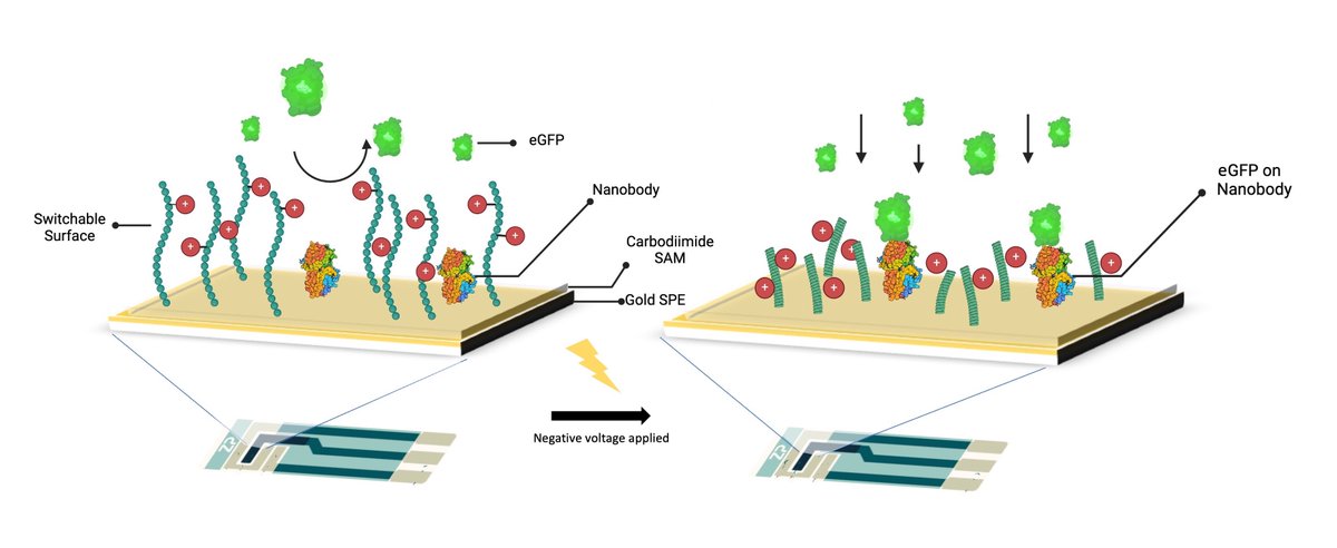 Imen Boumar (@imenalscientist) on Twitter photo (1/3) Development of a Sensor for Cell Therapy Process Automation
Our work integrates smart biosensors into #bioreactors using stimuli-responsive technology that allows for the biosensor to be switched on or off for on-demand sensing of cell-secreted molecules. <a href="/CDTLifETIME/">LifETIME-CDT</a> (1/3) Development of a Sensor for Cell Therapy Process Automation
Our work integrates smart biosensors into #bioreactors using stimuli-responsive technology that allows for the biosensor to be switched on or off for on-demand sensing of cell-secreted molecules. <a href="/CDTLifETIME/">LifETIME-CDT</a>