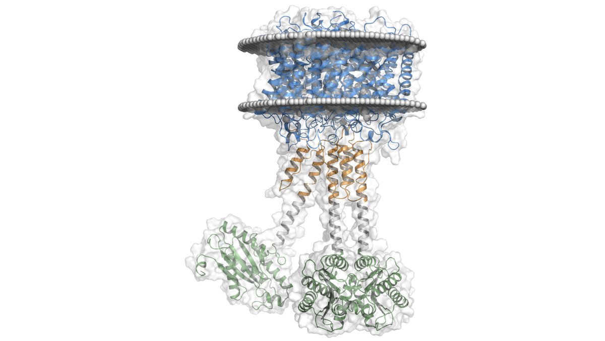 esrfsynchrotron's tweet photo. Scientists from the @UniFreiburg  have used the ESRF beamlines and the Cryo- electron microscope to characterise a new membrane protein that can turn ammonium transporters to receptors. 

The results are published in @ScienceAdvances  

▶️https://t.co/MsVQUTT56x https://t.co/KEbqgyBnRQ