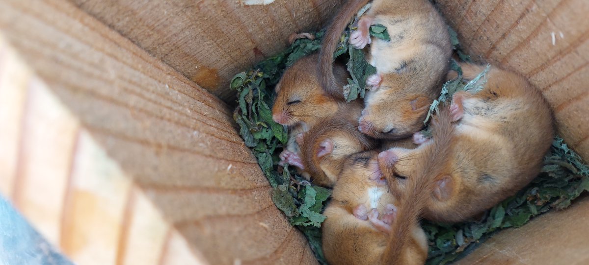 PTES's tweet photo. Dormice nest boxes are wooden nest boxes, similar to bird boxes, but with the entrance hole facing the tree. We put these up in special woodlands to help boost the local dormouse population and monitor how they're doing. #DormouseRelease
👉 https://t.co/jlPc5okhiP
📸S Wadsworth https://t.co/dZQ4V13CS5