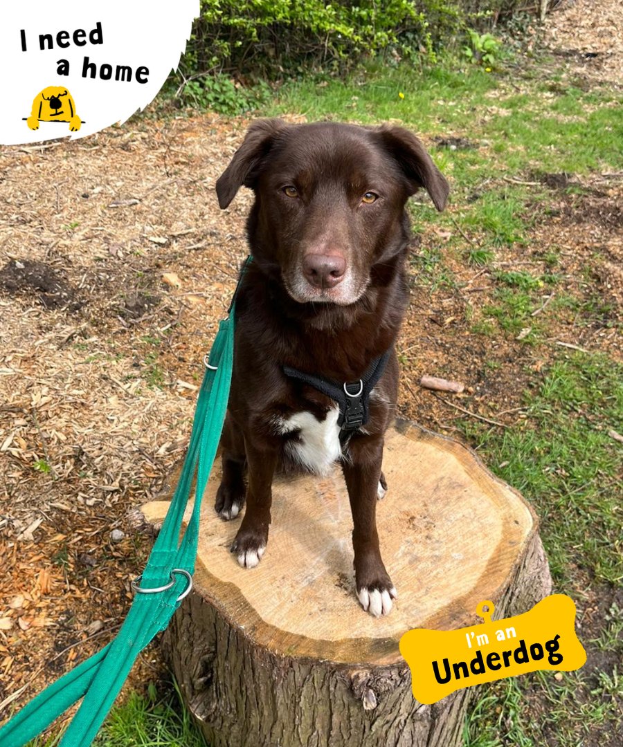 DT_Kenilworth's tweet photo. #Underdog Dexter is here to remind you that you've made it half way through the week! 🎉 

Dexter is a super clever boy and he's looking for a family that can keep his brain busy. Head to the link in our bio to fill out an application to adopt! 📝

#LabradorCross #INeedAHome https://t.co/lCfLRV1xp1
