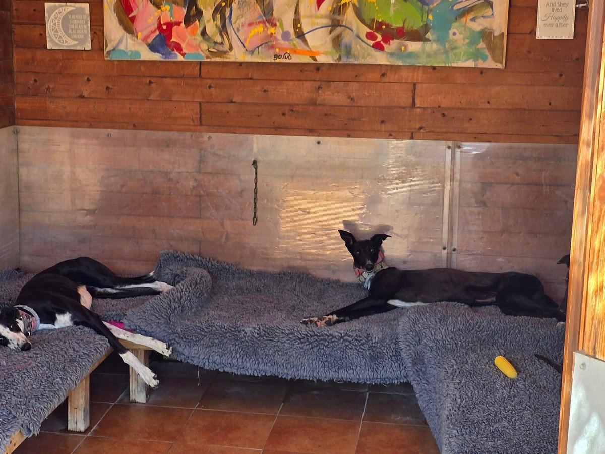 112CarlotaGalgo's tweet photo. Introducing Zika on the left (which means "May he/she liveโ) and Daffodil is on the right.
Spring flowers here are about to bloom โ everyone loves a daffodil ๐ผ
#galgos #adoption #nonprofit #rescue #adopt #DogsForAdoption #dogs #AdoptDontShop #RescueDogs #112CarlotaGalgos https://t.co/Vbnw2Dlp1S