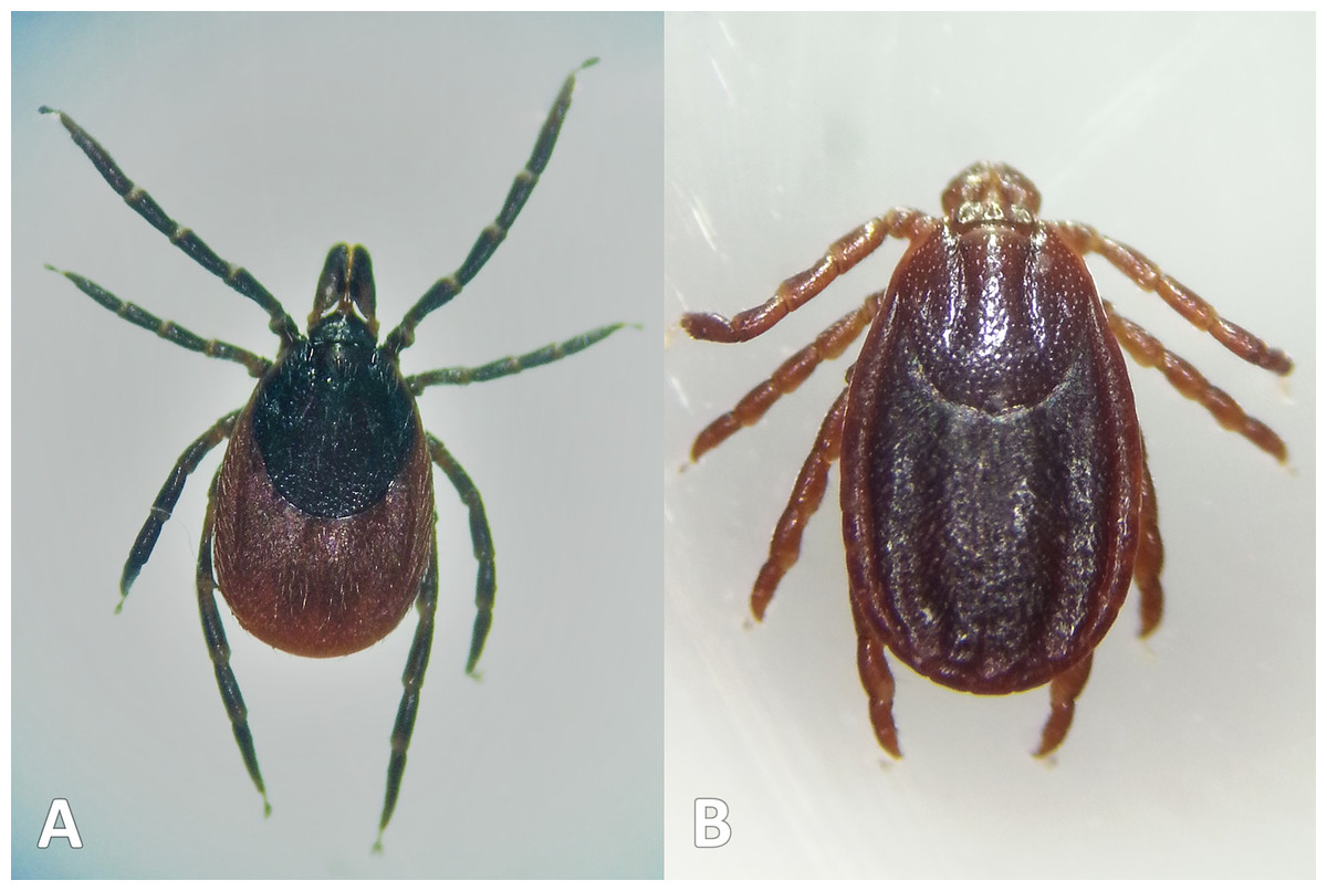 MedVetAcarology (@medvetacarology) on Twitter photo New paper on Tick hazard in the South Downs National Park (UK) + how to control without reducing ecosystem health. By me <a href="/BSMSMedSchool/">BSMS</a>, Rott <a href="/BrightonEcology/">Brighton Uni Ecology</a> & Cooper <a href="/uniofbrighton/">University of Brighton</a>: peerj.com/articles/17483.
Funders: <a href="/BritishDeerSoc/">British Deer Society (BDS)</a> <a href="/RoyalSocBio/">Royal Society of Biology</a> Nineveh Charitable Trust New paper on Tick hazard in the South Downs National Park (UK) + how to control without reducing ecosystem health. By me <a href="/BSMSMedSchool/">BSMS</a>, Rott <a href="/BrightonEcology/">Brighton Uni Ecology</a> & Cooper <a href="/uniofbrighton/">University of Brighton</a>: peerj.com/articles/17483.
Funders: <a href="/BritishDeerSoc/">British Deer Society (BDS)</a> <a href="/RoyalSocBio/">Royal Society of Biology</a> Nineveh Charitable Trust