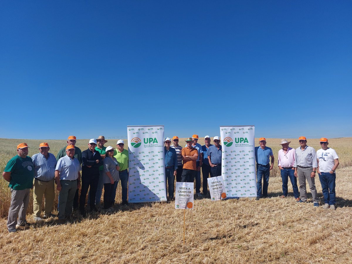 upacyl's tweet photo. Campo demostrativo UPA en #Cisla #Ávila . Analizando las parcelas donde se han utilizado semillas de cereal R1, R2 y R3. De momento, hemos detectado más ataques de hongos en variedades R3. Más información en https://t.co/WBsoWshwXC @AnoveObtentores @AgricultoresC3 @UPA_Federal https://t.co/pfP2hioRId