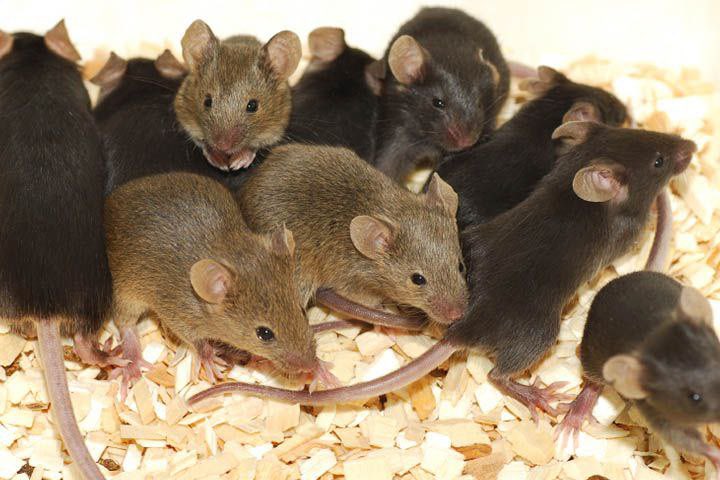 Dentonjameso's tweet photo. PLANDEMIC ALERT – Another 36 house mice in New Mexico have tested positive for H5N1 bird flu, taking the total to 47, according to USDA report.

Only a few details have been released. The infected mice were found at a poultry farm in Roosevelt County. https://t.co/E8j5joKXxe