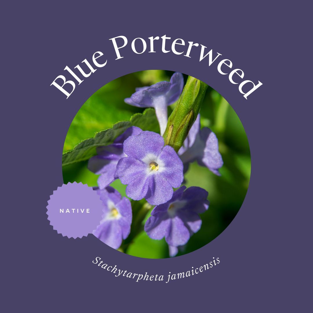 FloridaMGs's tweet photo. Looking for native flowers that can take the heat? These wildflowers are all lovely additions to the landscape and don’t mind hot Florida summers. 
Find our full list of summer wildflowers on @UF_IFAS Gardening Solutions: https://t.co/KaBUSl6aD1 https://t.co/dExE0ODRdW