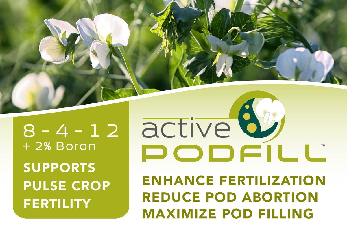 #ActivePodFILL is a #FoliarNutrient package that supports the reproductive stage of #PulseCrops. Potassium ensures successful fertilization and uniform fruit quality, while the boron-amine complex supports pollen viability and seed set.

To learn more: activeagri.com/active-podfill.
