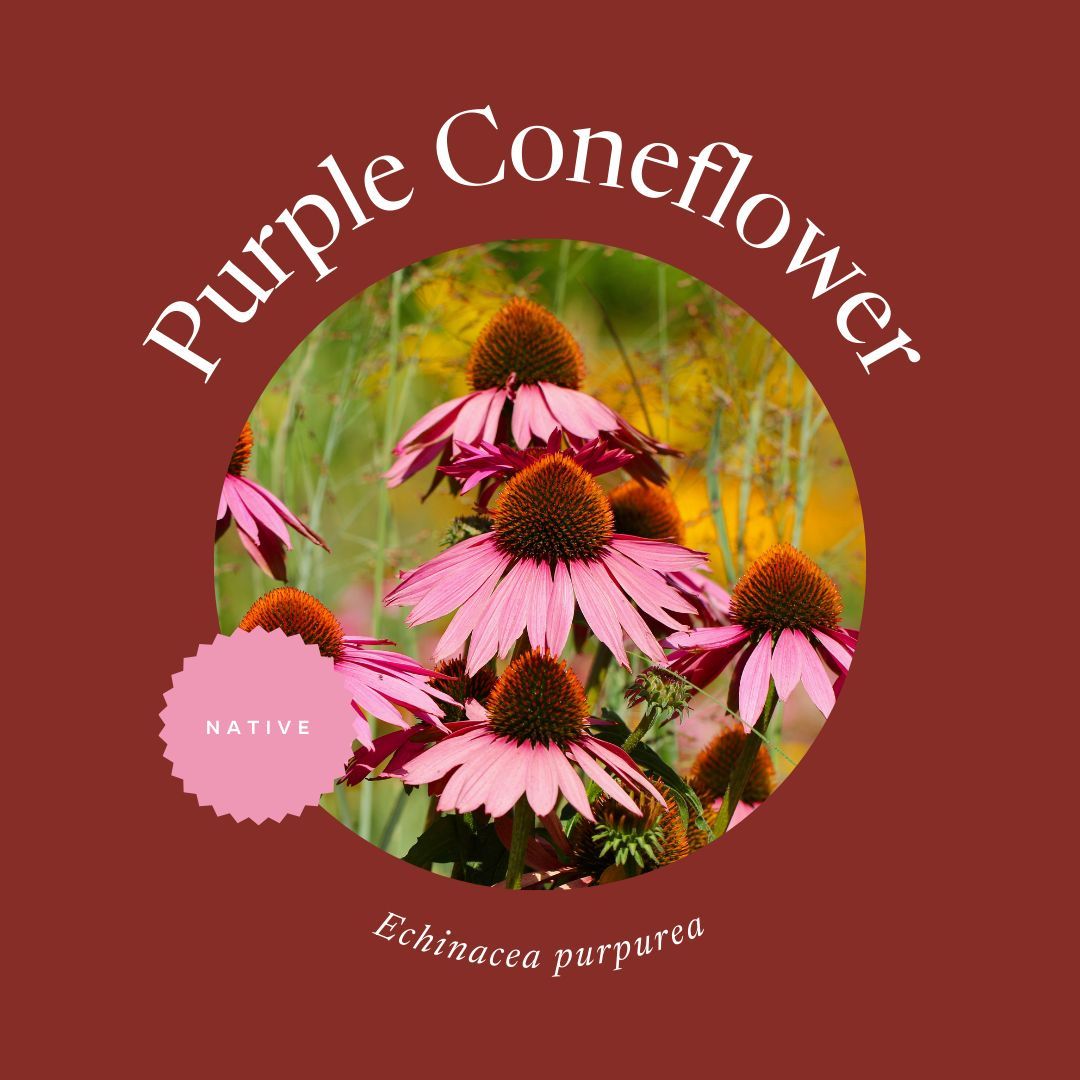 FloridaMGs's tweet photo. Looking for native flowers that can take the heat? These wildflowers are all lovely additions to the landscape and don’t mind hot Florida summers. 
Find our full list of summer wildflowers on @UF_IFAS Gardening Solutions: https://t.co/KaBUSl6aD1 https://t.co/dExE0ODRdW
