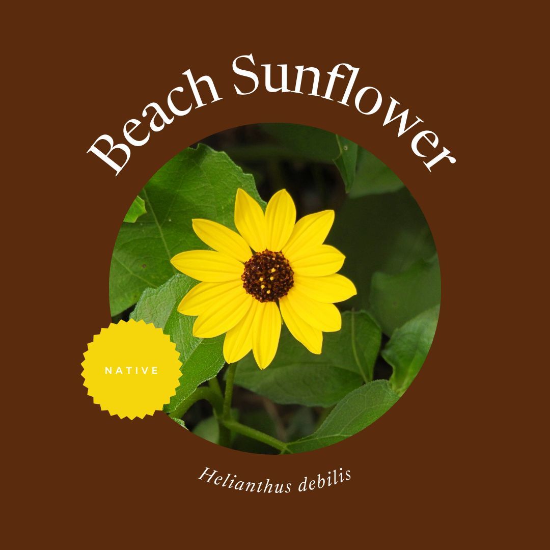 FloridaMGs's tweet photo. Looking for native flowers that can take the heat? These wildflowers are all lovely additions to the landscape and don’t mind hot Florida summers. 
Find our full list of summer wildflowers on @UF_IFAS Gardening Solutions: https://t.co/KaBUSl6aD1 https://t.co/dExE0ODRdW
