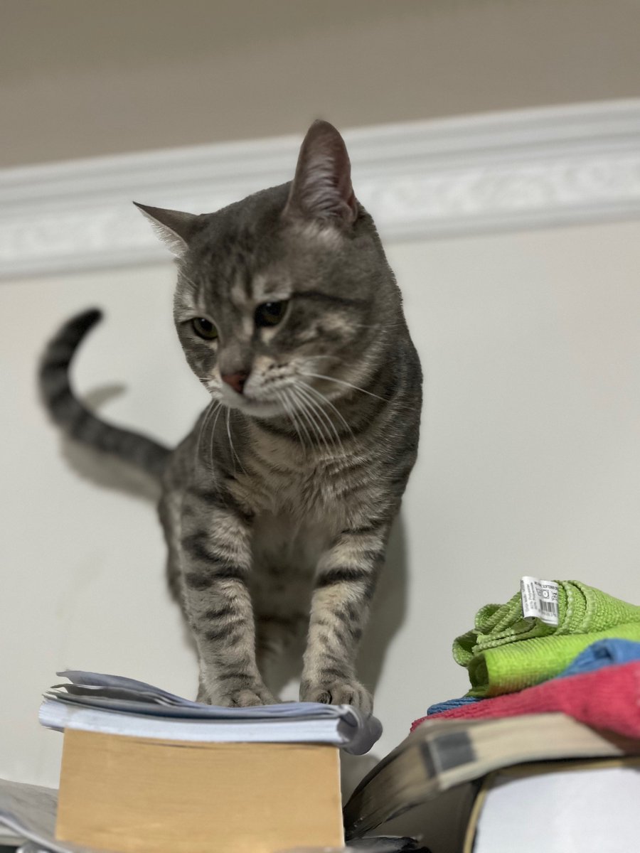 Ginga Cantina | Wishlist on Steam tweet media