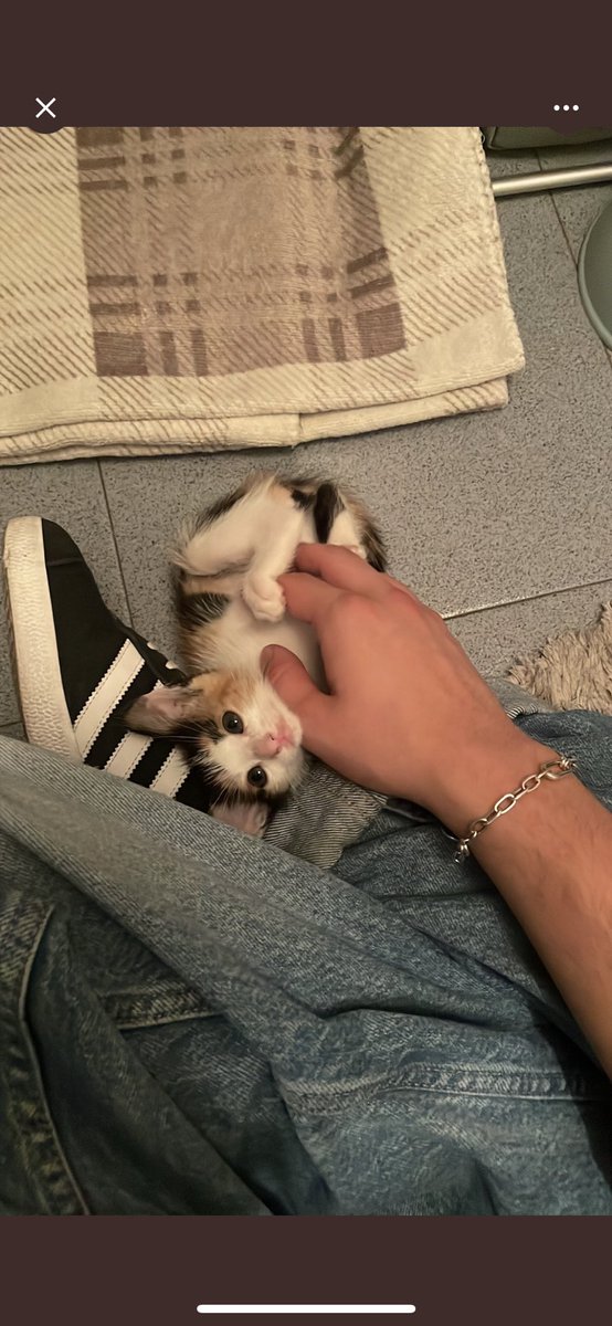 Anita, una gatita muy muy feliz con su nueva familia!🥰🥰 Muchas gracias Álvaro y Fran💐
#adopta #adopción 
En el perfil aún hay gatitos que buscan familia🚨💗