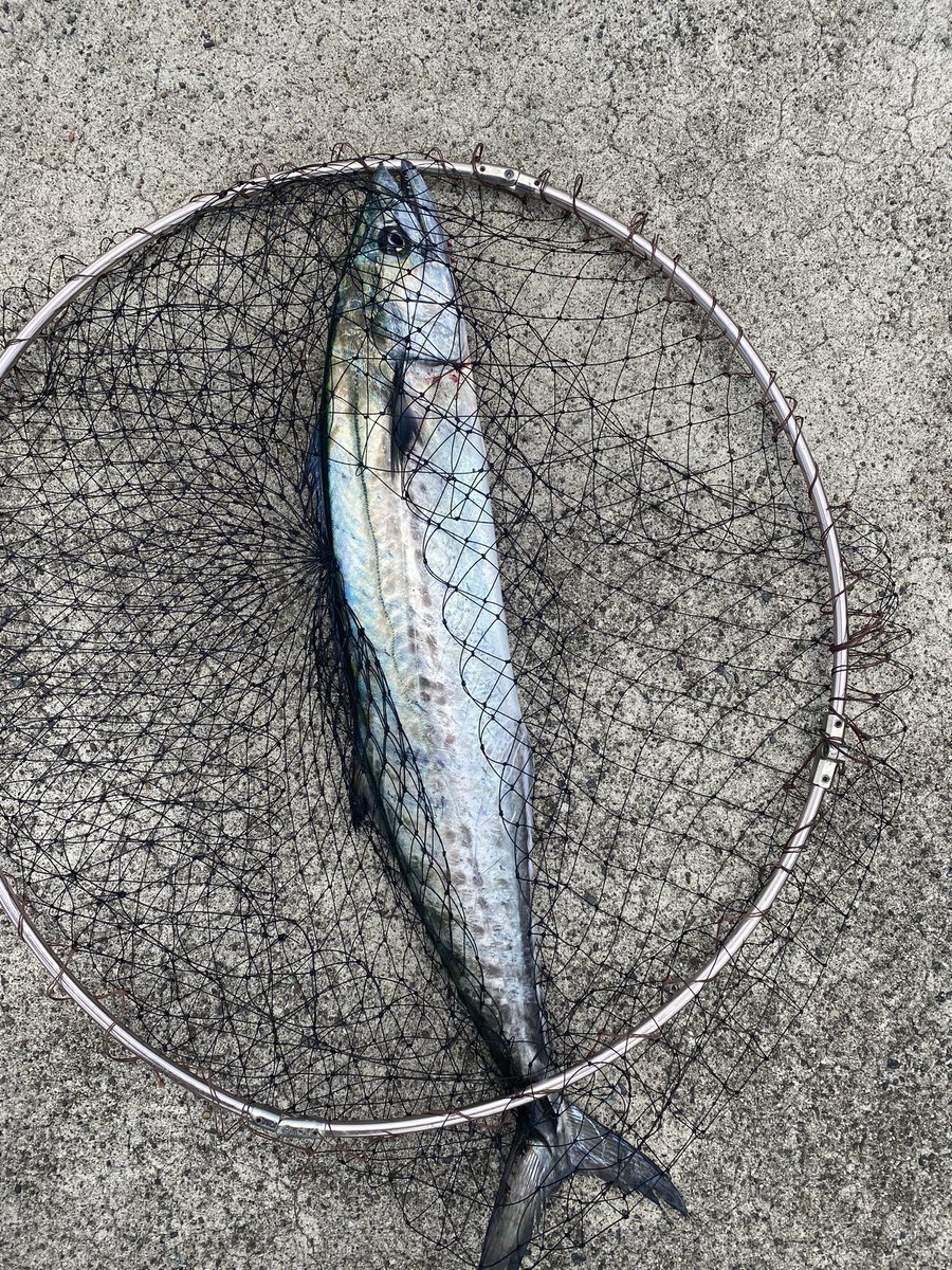 久しぶりのサゴシー🐟
エギングは不発😅