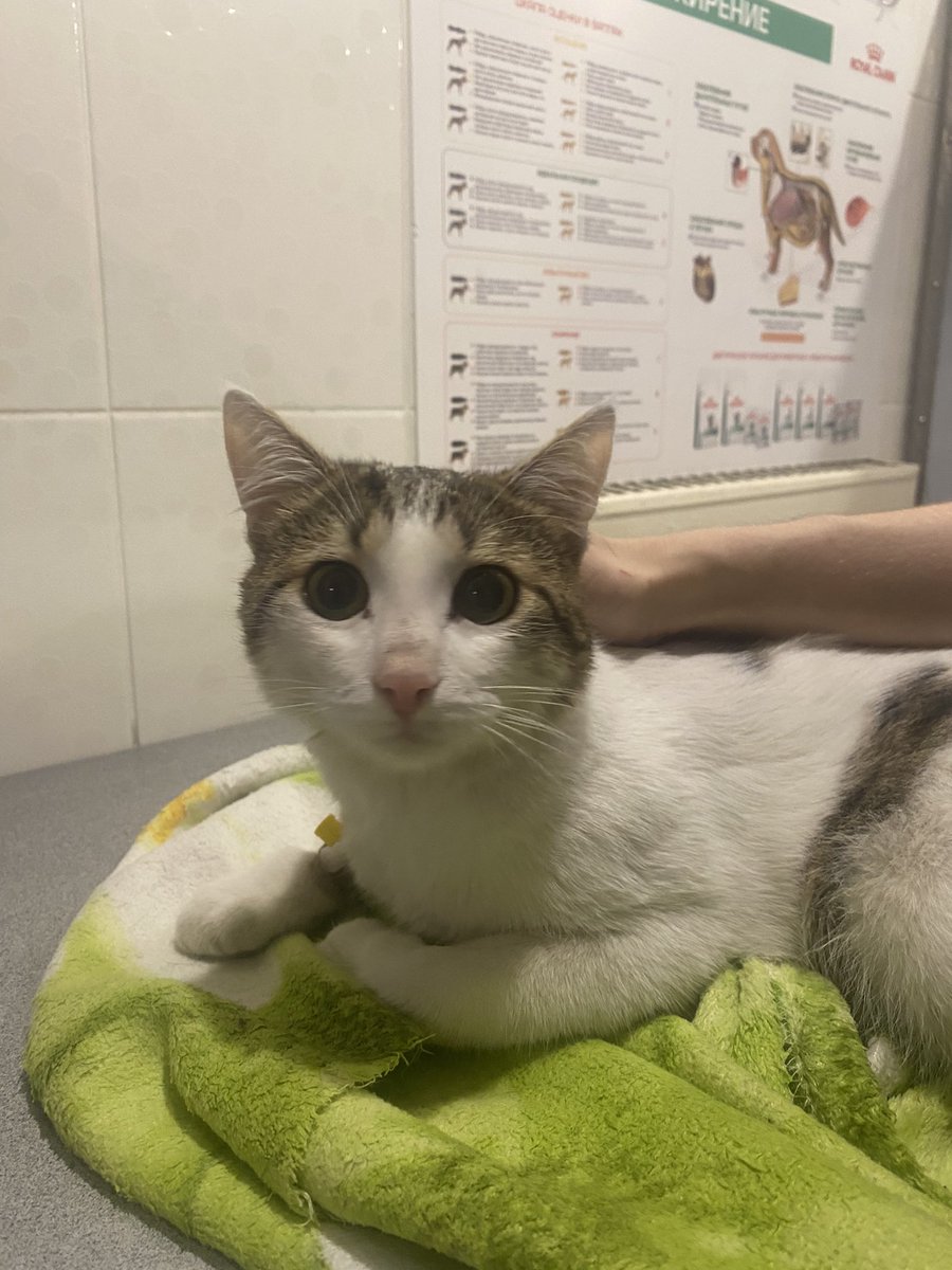 ‼️НУЖНА ПОМОЩЬ‼️

Саймону уже сделали операцию на лапу, стоимость вышла в 50к, поэтому сбор ОЧЕНЬ актуален tinkoff.ru/cf/AaGRA5Oj35T
Он выпал с 7 этажа, все документы и информацию я кидаю в канал t.me/saimonlapochka

Пожалуйста, нам очень нужна помощь, таких денег у нас нет