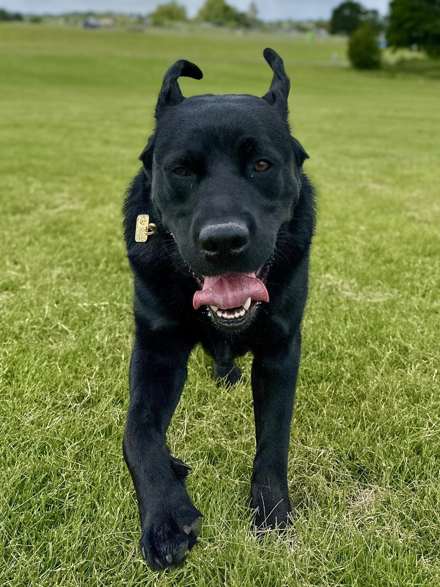 When I know there’s a park near to where I will be working, I try to give the dogs a run.

I know how much Quark loves a roll around on the grass &amp; of course the grass was damp. I was expecting him to be wet &amp; dirty when he’s done playing but credit to him, he kept himself clean