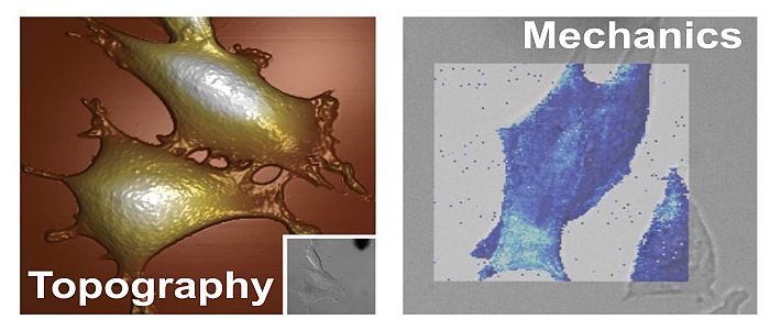 Miguel Pineda (@mapineda_glyco) on Twitter photo Do you know how mechanical forces lead cell responses and inflammation? We don't, but we would love to understand this! Fully funded #PhD, <a href="/theglasgowcemi/">Centre for the Cellular Microenvironment</a>, to merge stromal #immunology #mechanobiology and #glycomics. Details here:✍️rb.gy/3scyvy Deadline: 17th June!⏰ Do you know how mechanical forces lead cell responses and inflammation? We don't, but we would love to understand this! Fully funded #PhD, <a href="/theglasgowcemi/">Centre for the Cellular Microenvironment</a>, to merge stromal #immunology #mechanobiology and #glycomics. Details here:✍️rb.gy/3scyvy Deadline: 17th June!⏰