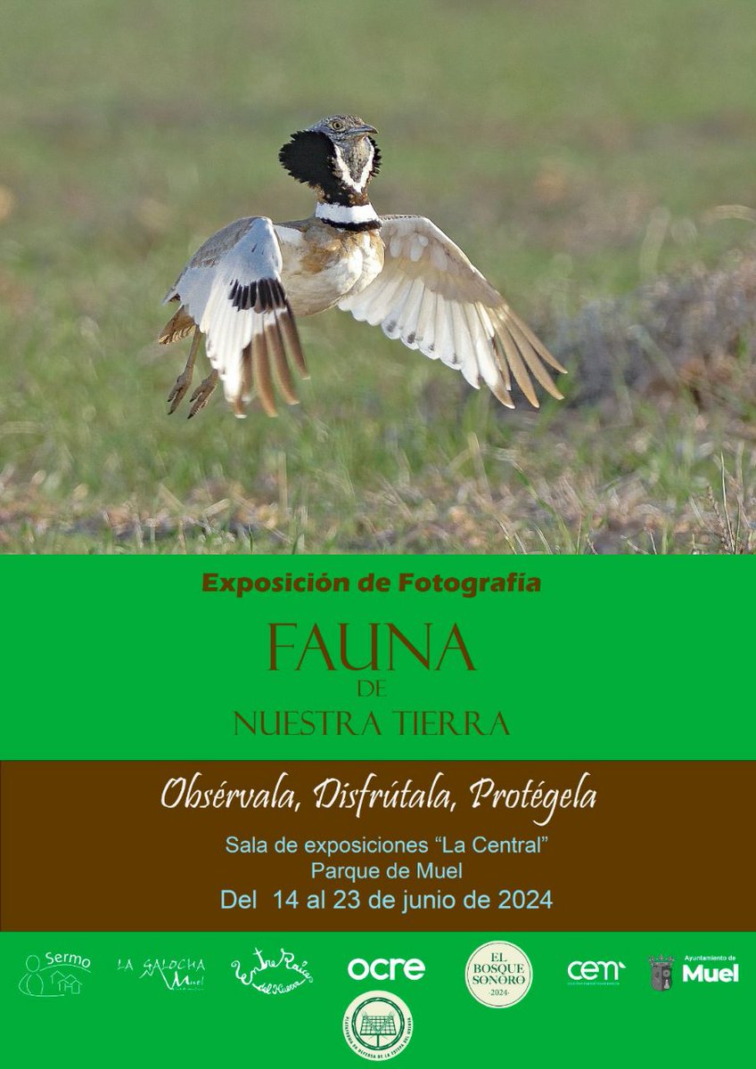 arainfonoticias's tweet photo. "Fauna de nuestra tierra": una exposición para conocer la hermosa, escasa y amenazada fauna que todavía tenemos la suerte de tener en nuestros pueblos. Del 14 al 23 de junio @estepahuerva organiza esta muestra del fotógrafo y vecino de Muel, Felipe Arauzo: https://t.co/irIqXoAX1P https://t.co/DxnO9VxxHg