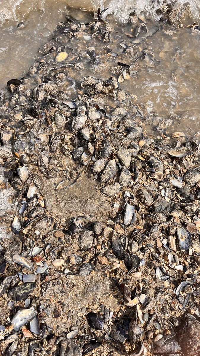 ReshmaSilveste1's tweet photo. #Officially kicked off our sampling for PATHSAFE2 project #monitoring Antimicrobial resistance, bacterial, viral and fungal pathogens in environmental waters and shellfish #AMR #pathogens #onehealth #publichealth #bathingwater https://t.co/TWB78i7DEP