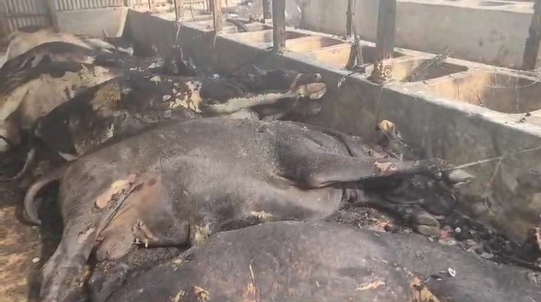 শিবচরে আগুনে ১৩ গরুর মৃত্যু
