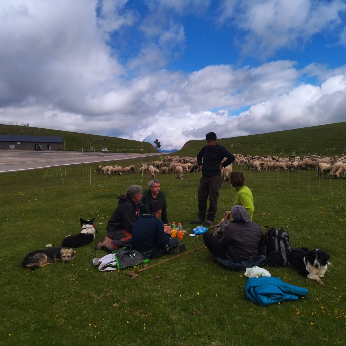 TranshumaXViure's tweet photo. La transhumància ja és arribada a la Molina! https://t.co/xMbGsnkRe0