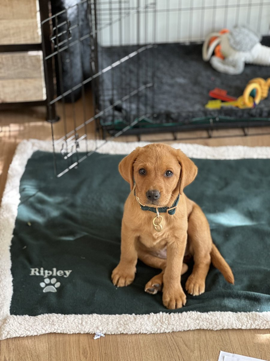 Everyone loves a puppy! Say hello to Ripley… #ripley #puppy