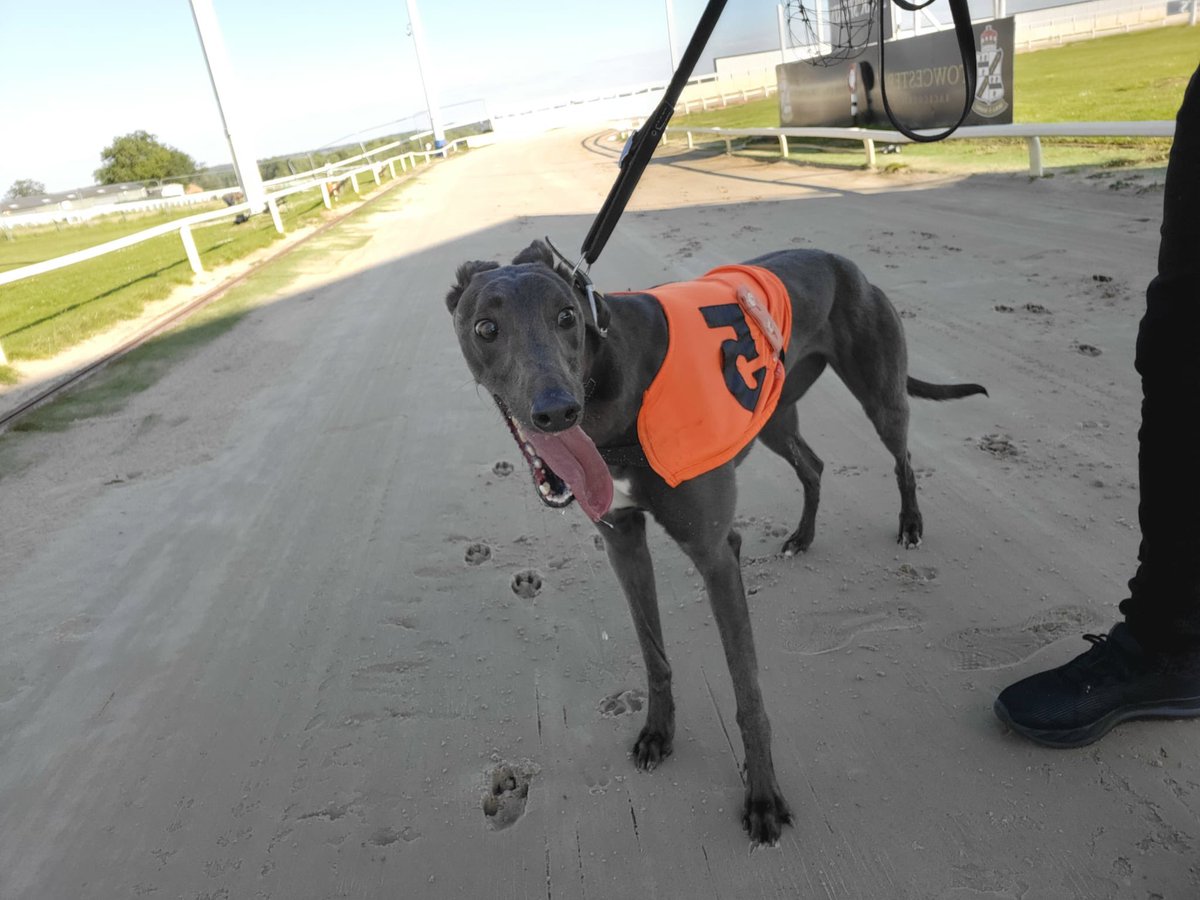 Wednesday 12th Of June <a href="/TowcesterRaces/">Towcester Racecourse</a> 

Race 5 : Makeit A Dancer 🔵
Race 6 : Makeit Jay Jay ⚫️
Race 9 : Makeit Rumble 🟠
Race 11 : Seamie Boy 🔵 Makeit Tyson ⚫️

Good luck to all connections 🏆❤️

(Picture below of Makeit Jay Jay)