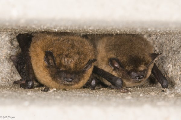 Met behulp van AI wordt het  herkennen van vleermuisgeluiden weer wat minder bewerkelijk! Mooie  samenwerking tussen de Nationale Databank Flora en Fauna en Aquila Ecologie. Lees het artikel hier: 
ndff.nl/2024/06/12/ai-…