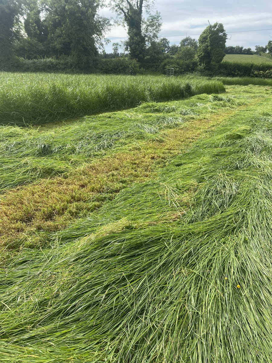 It’s been busy at home on the farm in the last few weeks. Given the challenging weather 🌦️ we are happy with our first cut of Top 5 Extend silage that we took at the end of May. <a href="/Germinal_Ire/">Germinal Ireland</a>