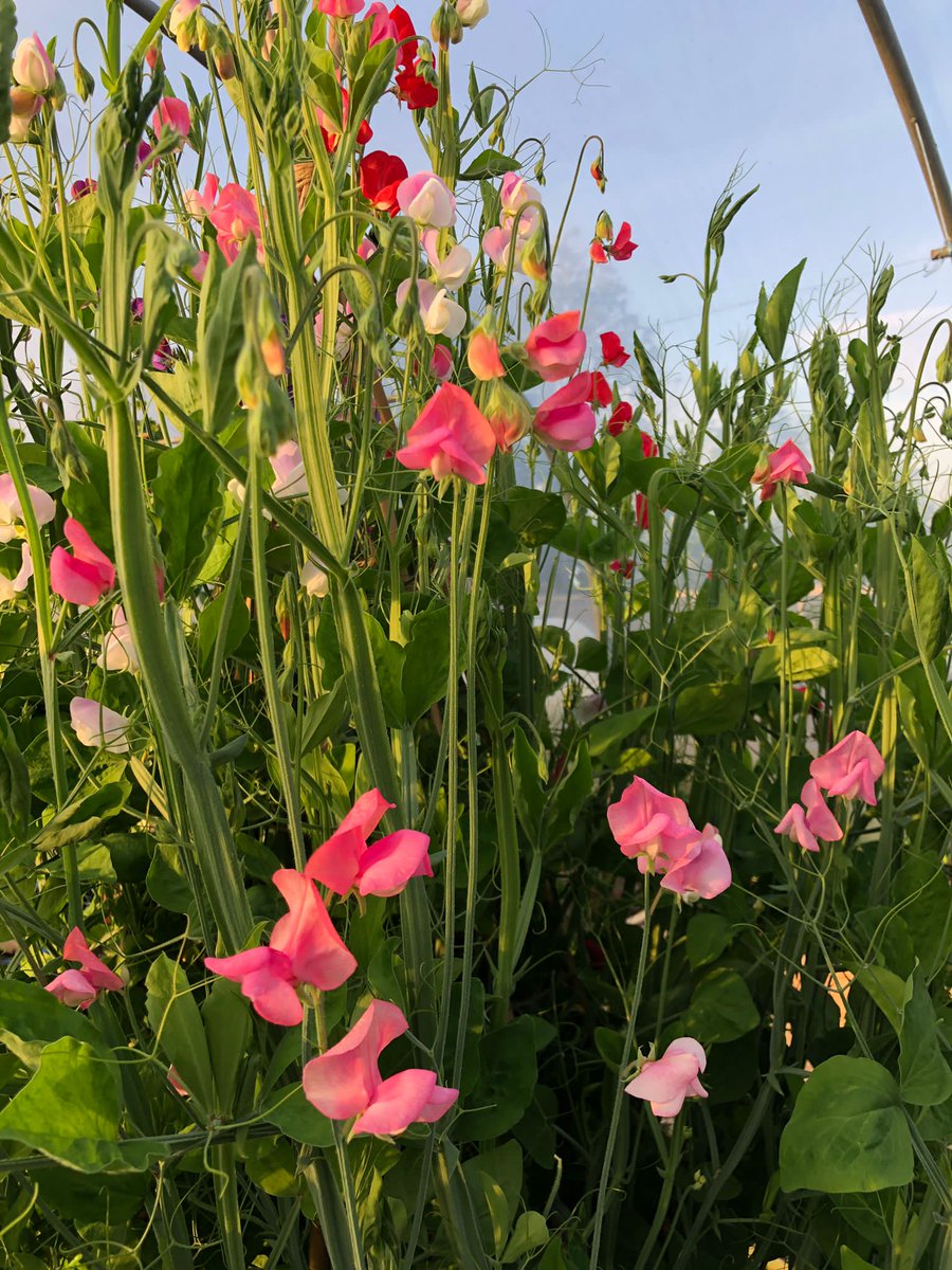Quickcrop's tweet photo. 💗 Pretty in Pink

The sweet pea teepee is putting on a very pretty display!

#SweetPea #SwetPeas #SweetPeaFlowers #FlowerGarden #Pollinators #PollinatorGarden #BeeFriendly#BeeFriendlyGarden #PolytunnelLife #Flowersforpollinators #Potsforpollinators #AttractingPollinators https://t.co/qpZ7g4kTE5