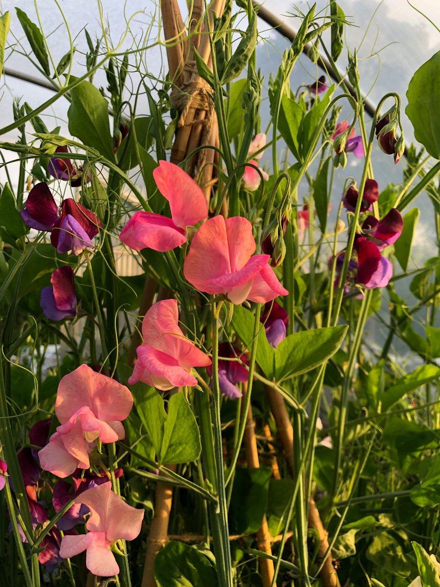 Quickcrop's tweet photo. 💗 Pretty in Pink

The sweet pea teepee is putting on a very pretty display!

#SweetPea #SwetPeas #SweetPeaFlowers #FlowerGarden #Pollinators #PollinatorGarden #BeeFriendly#BeeFriendlyGarden #PolytunnelLife #Flowersforpollinators #Potsforpollinators #AttractingPollinators https://t.co/qpZ7g4kTE5
