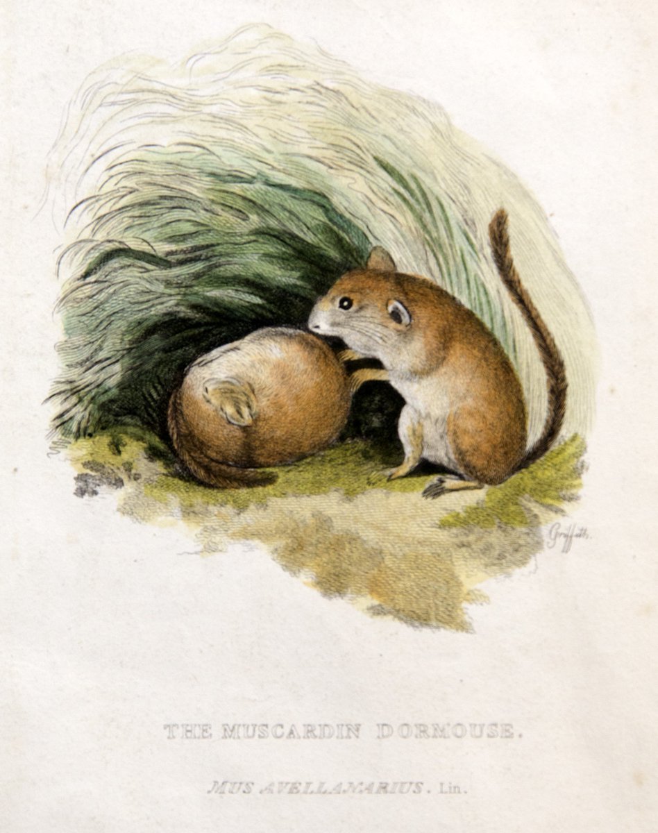 ZSLLibrary's tweet photo. This lovely print of a hazel dormouse is captioned "The Muscardin dormouse. Mus avellanarius. Lin. London. Published by G.B. Whittaker, Sep. 1825".
"Griffith" (the artist) is printed next to one of the dormice.
 #dormouseday https://t.co/LgRwxPMPJN